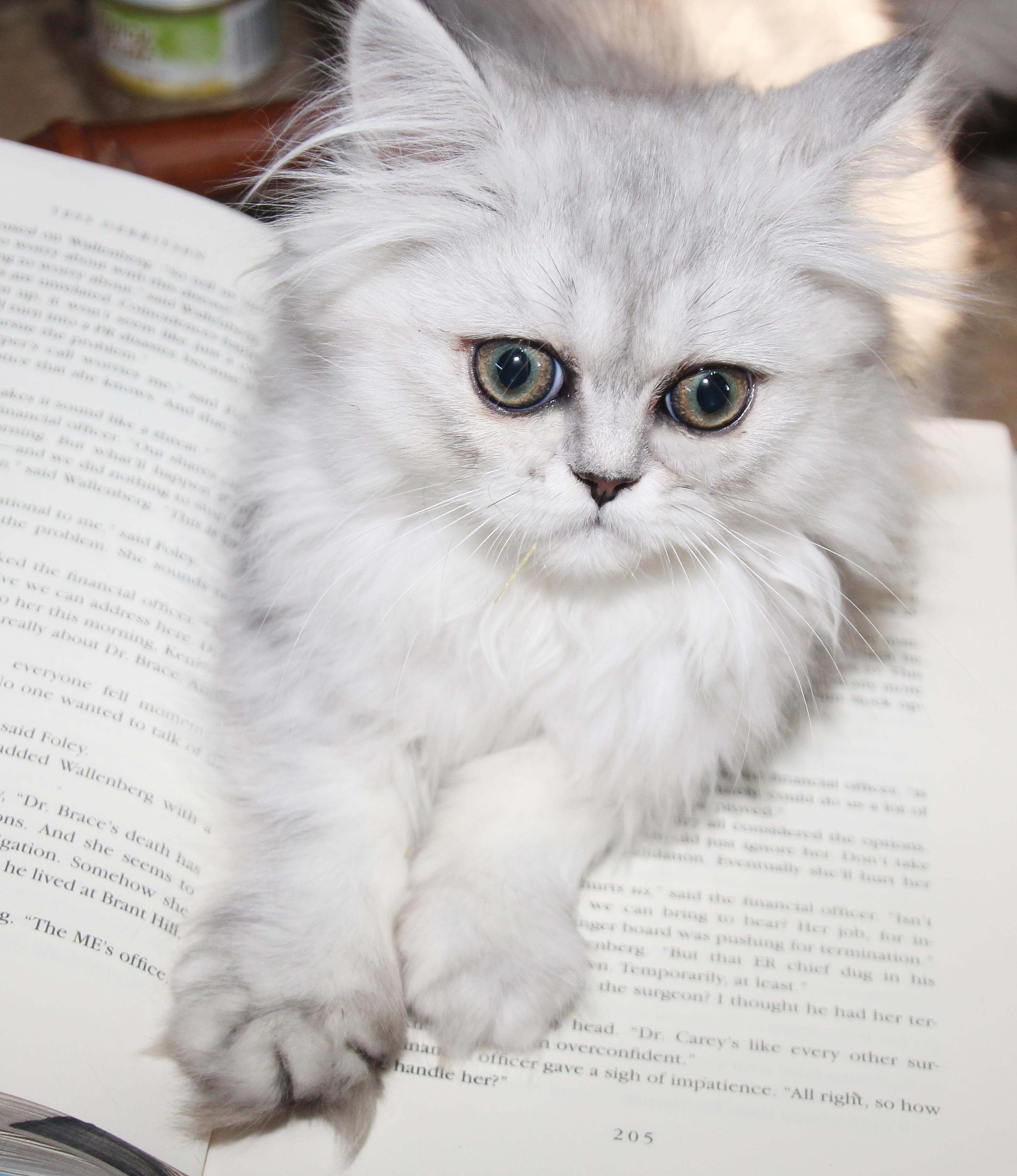 white cat stretched out on open book